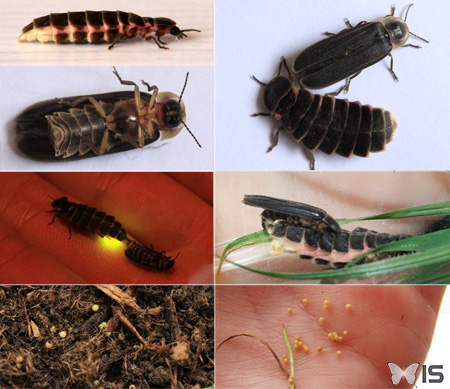 Reproduction des lucioles et différences morphologiques entres les deux genres (mâle et femelle)